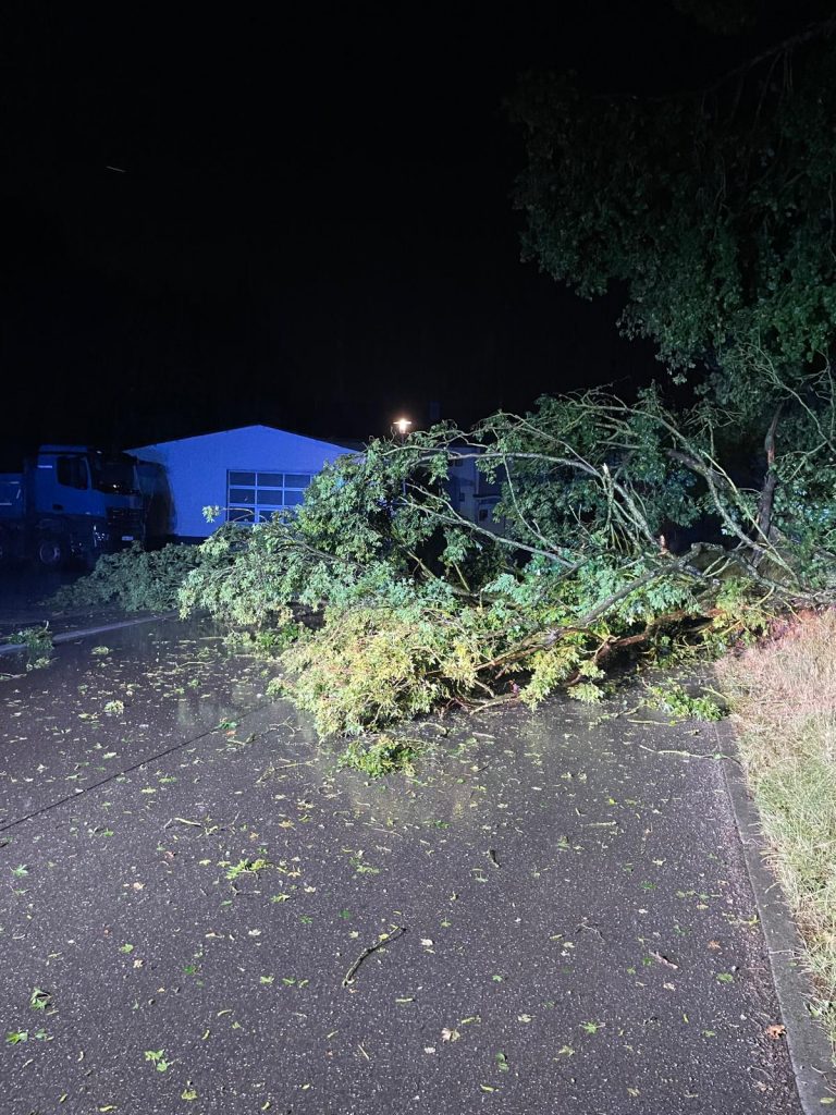 2025/09 Baum auf Straße