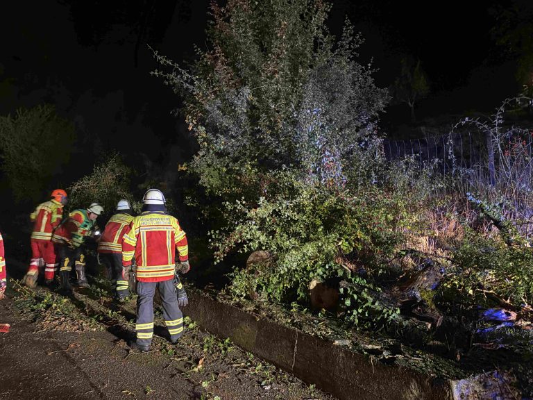 2025/15 Baum auf Straße