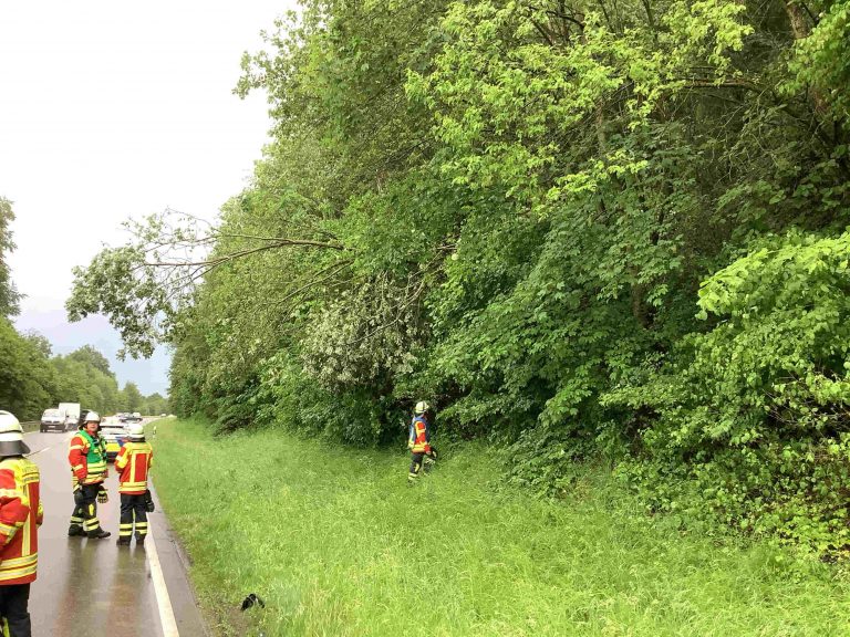 2026/11 Baum auf Straße