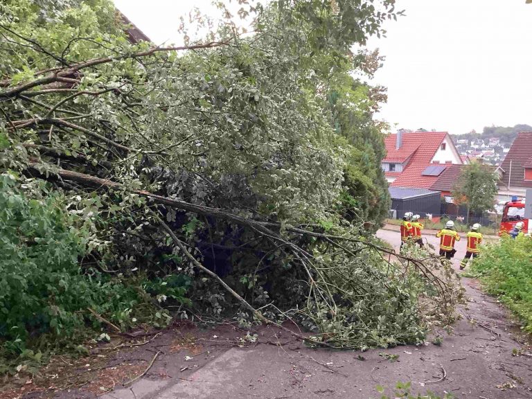 2026/18 Baum auf Straße