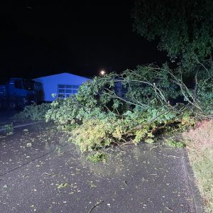 2025/09 Baum auf Straße