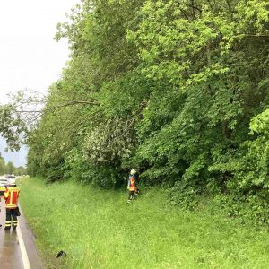 2026/11 Baum auf Straße